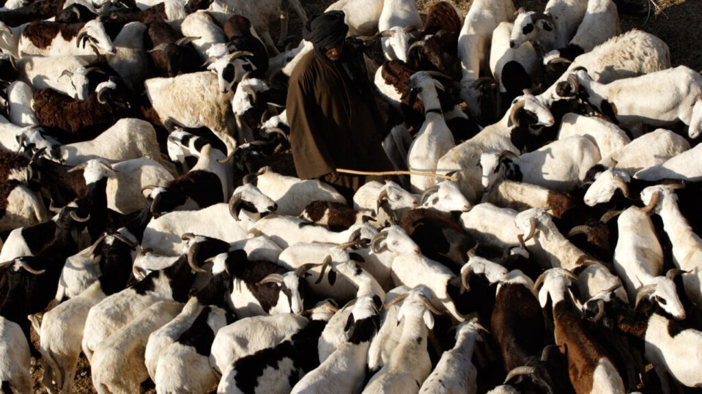Peste des petits ruminants : éleveurs africains demandent une action immédiate