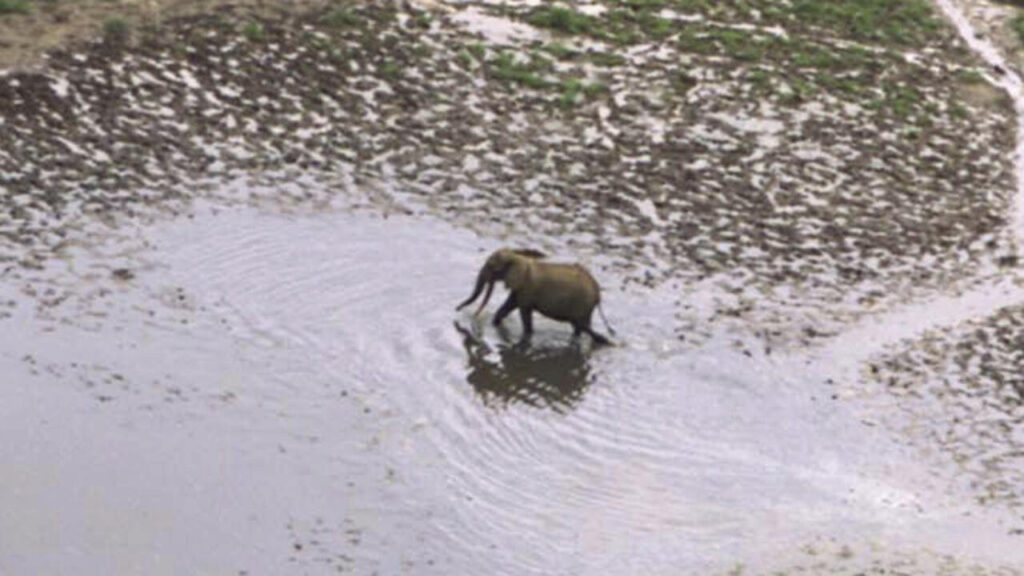 Gabon : Olam confrontée à des pertes dues aux dommages causés par les éléphants.