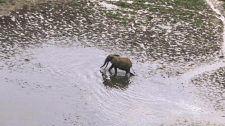 Gabon : Olam confrontée à des pertes dues aux dommages causés par les éléphants.