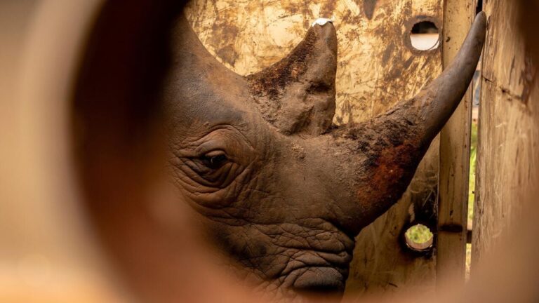 Afrique du Sud : un trafiquant de cornes de rhinocéros condamné à 123 000 dollars d’amende.