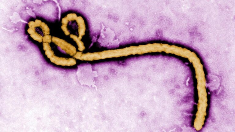 Épidémie d’Ebola: un médecin de retour de RDC testé positif en France.