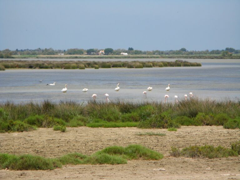 La Camargue face aux enjeux de la souveraineté énergétique en France