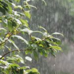 Alerte météo en Algérie : pluies orageuses prévues dans 10 wilayas à partir de 15h00.