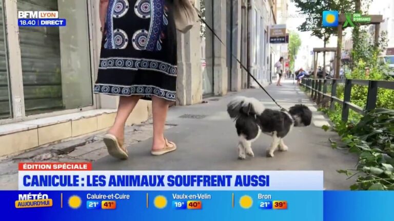 Canicule : recommandations pour protéger les animaux de compagnie en France