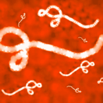 Urgence sanitaire internationale déclarée suite à la souche Bundibugyo d&rsquo;Ebola en Afrique.
