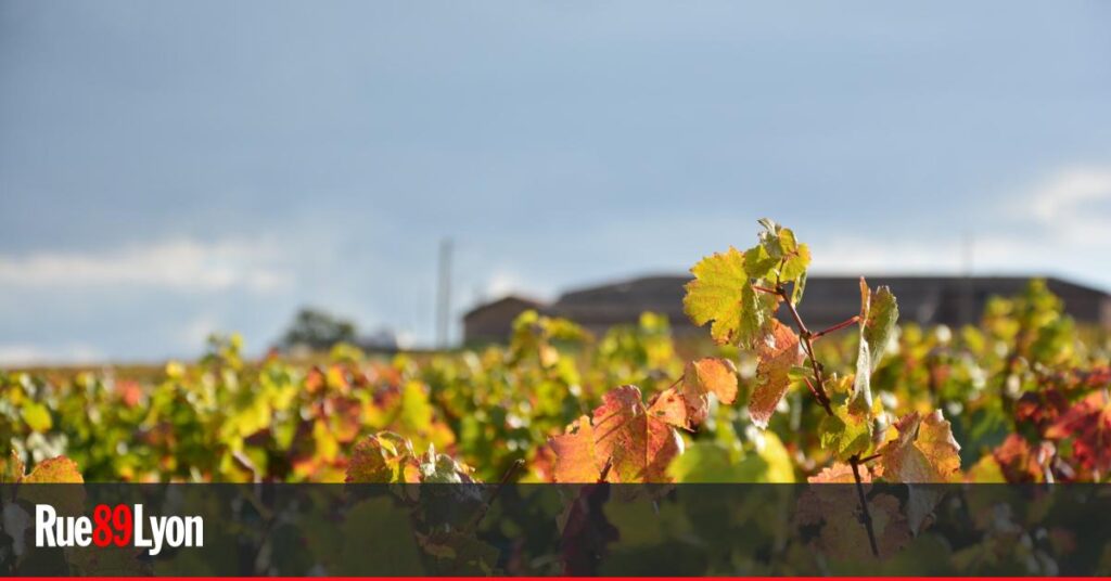 Crise des vignerons bio du Beaujolais face à la baisse des ventes et des coûts élevés.