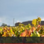 Crise des vignerons bio du Beaujolais face à la baisse des ventes et des coûts élevés.
