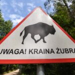 Le bison polonais retrouve une population stable grâce aux efforts de conservation.