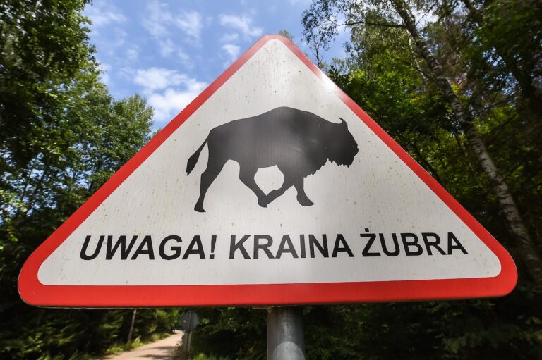 Le bison polonais retrouve une population stable grâce aux efforts de conservation.