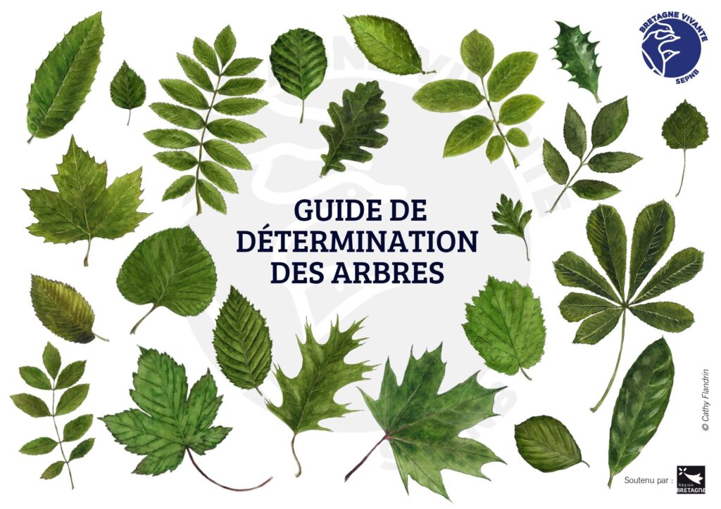 Kit pédagogique : un guide pour identifier les arbres en milieu scolaire