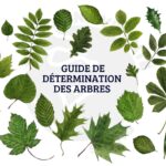 Kit pédagogique : un guide pour identifier les arbres en milieu scolaire