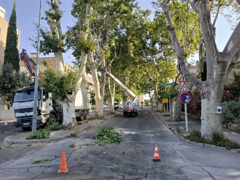 Abattage de platanes à Croisière en raison de la propagation du chancre coloré.