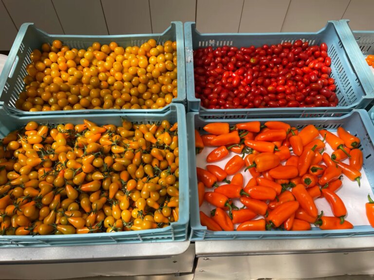 L’Espagne face à la hausse des coûts de production des tomates bon marché.
