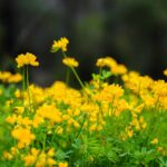 Pelouses jaunes et massifs endormis : un arbuste méditerranéen pour revitaliser les jardins secs.