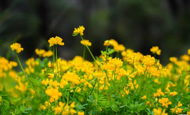 Pelouses jaunes et massifs endormis : un arbuste méditerranéen pour revitaliser les jardins secs.