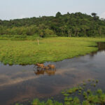 Kobé-Kobé, Gabon : enjeux environnementaux de l&rsquo;exploitation du fer en forêt de Belinga