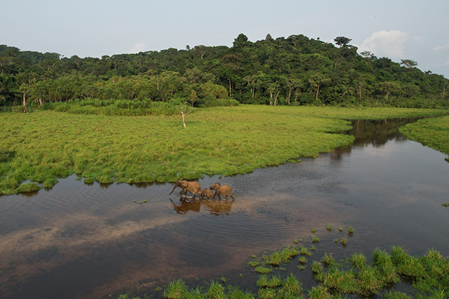 Kobé-Kobé, Gabon : enjeux environnementaux de l’exploitation du fer en forêt de Belinga