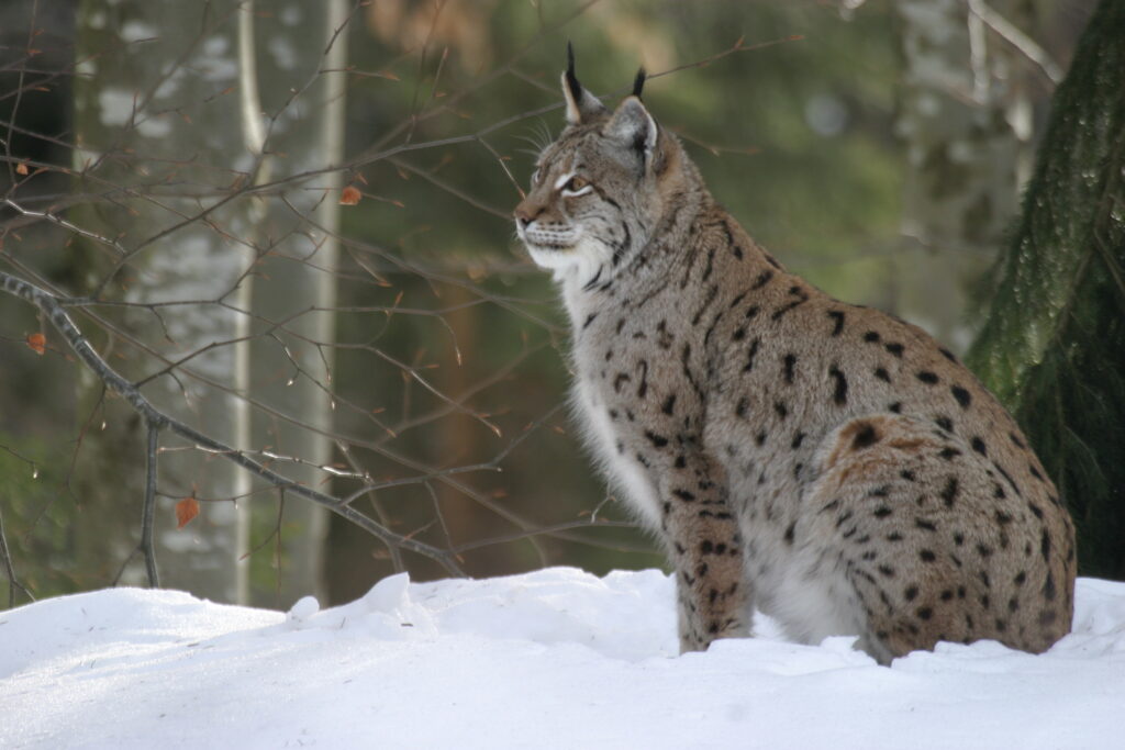 Perspectives favorables pour la restauration de la population de lynx en Europe.
