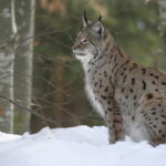 Perspectives favorables pour la restauration de la population de lynx en Europe.