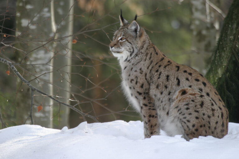 Perspectives favorables pour la restauration de la population de lynx en Europe.