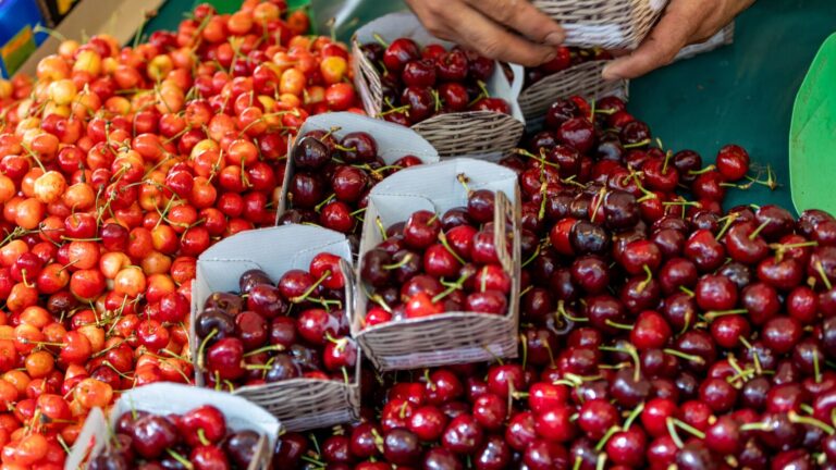 Les producteurs français de cerises demandent aux consommateurs d’acheter malgré des difficultés de stockage.
