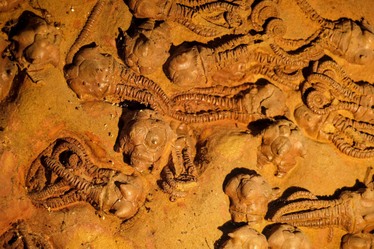 Changements environnementaux rapides dépassent l’adaptation des espèces, selon le MIT