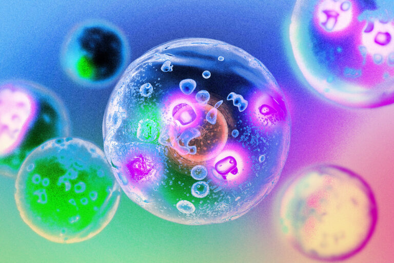 Des enzymes formant des gouttelettes accélèrent les réactions cellulaires au MIT