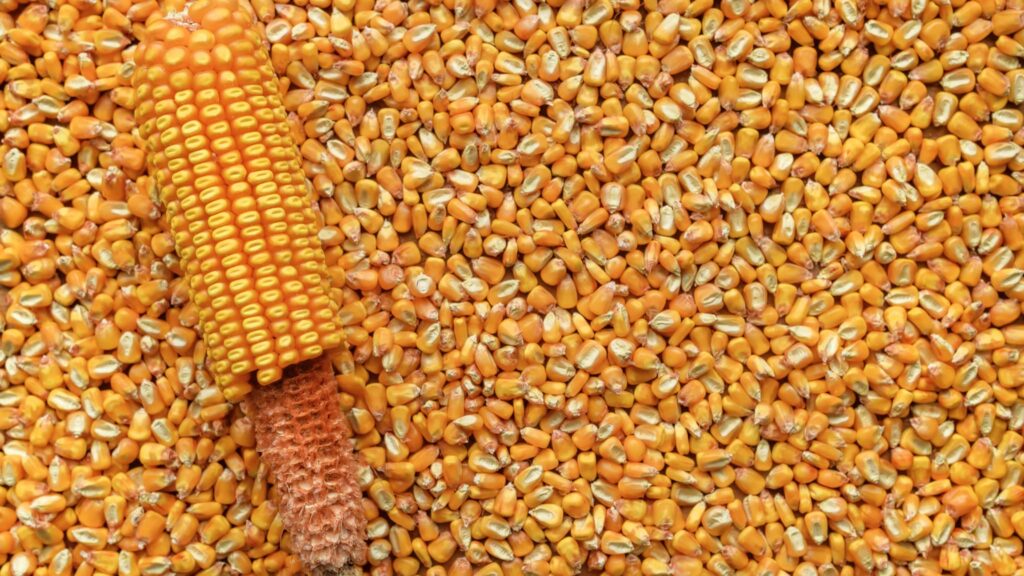 Les États-Unis prévoient une production record de maïs, entraînant une baisse des prix sur le marché.
