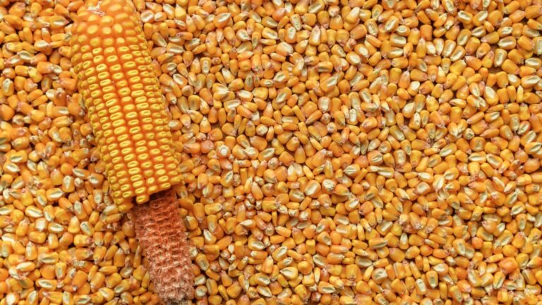 Les États-Unis prévoient une production record de maïs, entraînant une baisse des prix sur le marché.