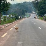 Redécouverte des recettes traditionnelles à Mbaïki, Centrafrique, par les habitants.