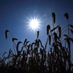 Canicule : l&rsquo;effet sèche-cheveux dessèche la végétation et augmente le risque d&rsquo;incendie