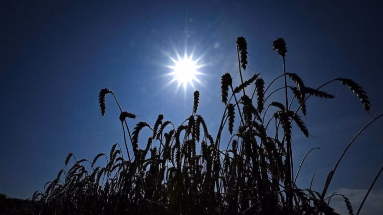 Canicule : l’effet sèche-cheveux dessèche la végétation et augmente le risque d’incendie