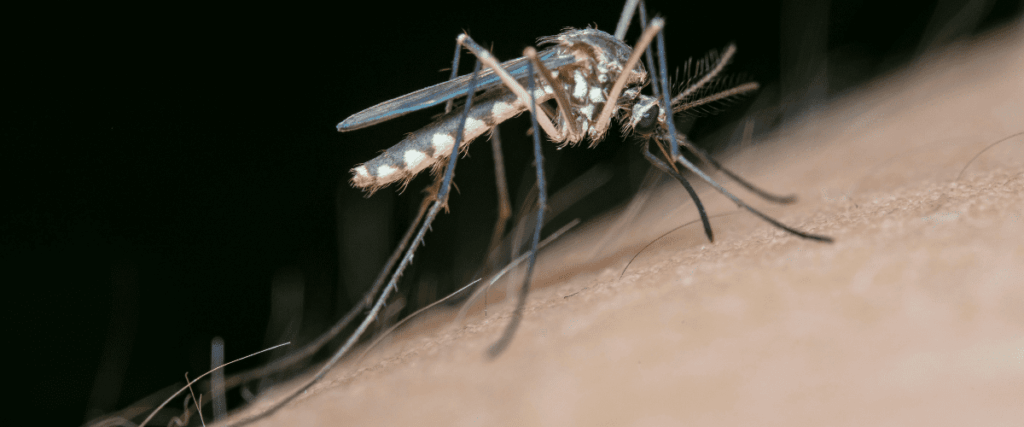 Surveillance accrue des arboviroses en France face à la menace du moustique tigre.