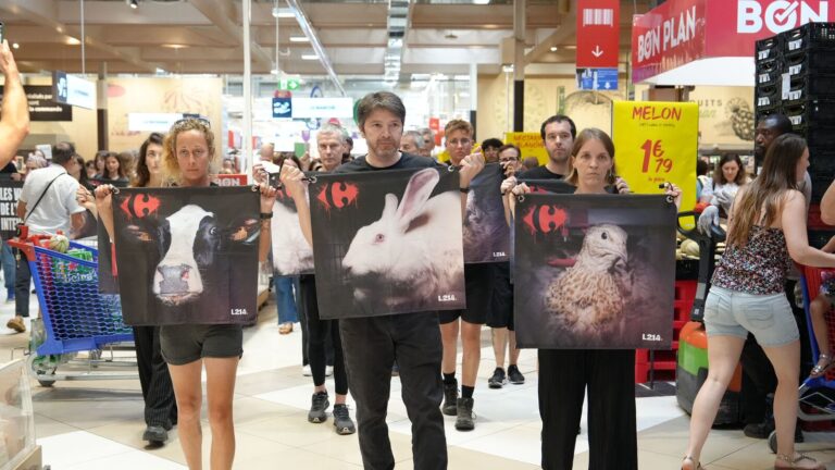 L214 dénonce la mort de 100 millions d’animaux pour l’enseigne Carrefour en France