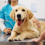Stérilisation des chiens mâles : 5 idées reçues analysées par des vétérinaires.