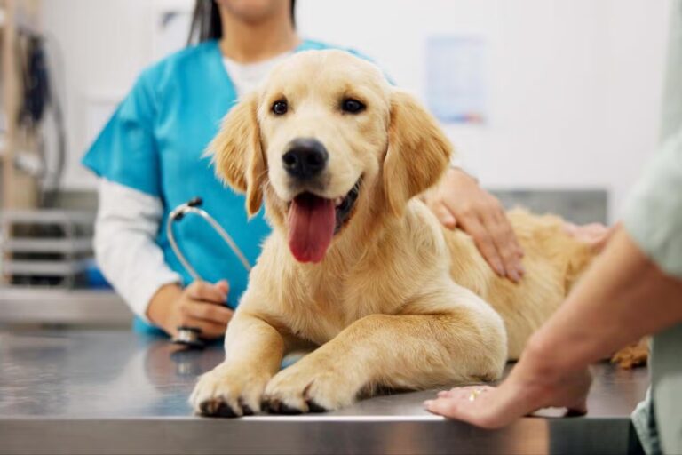 Stérilisation des chiens mâles : 5 idées reçues analysées par des vétérinaires.