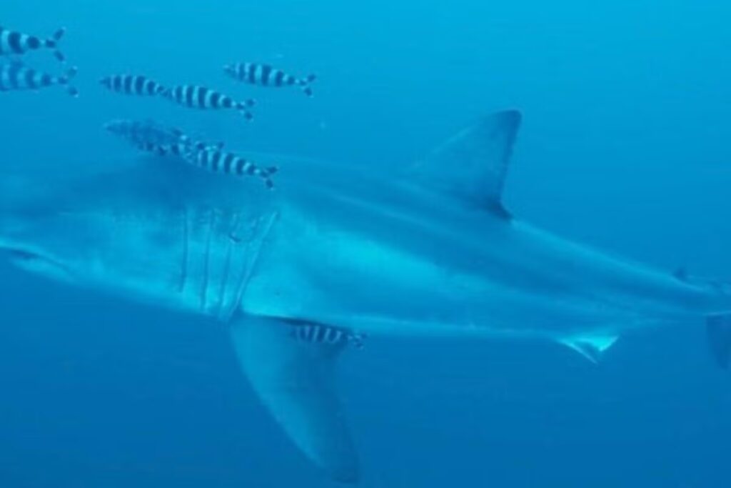 Un biologiste marin niçois explique l’absence d’intérêt des requins blancs pour les plages de la Côte d’Azur.