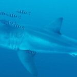 Un biologiste marin niçois explique l&rsquo;absence d&rsquo;intérêt des requins blancs pour les plages de la Côte d&rsquo;Azur.