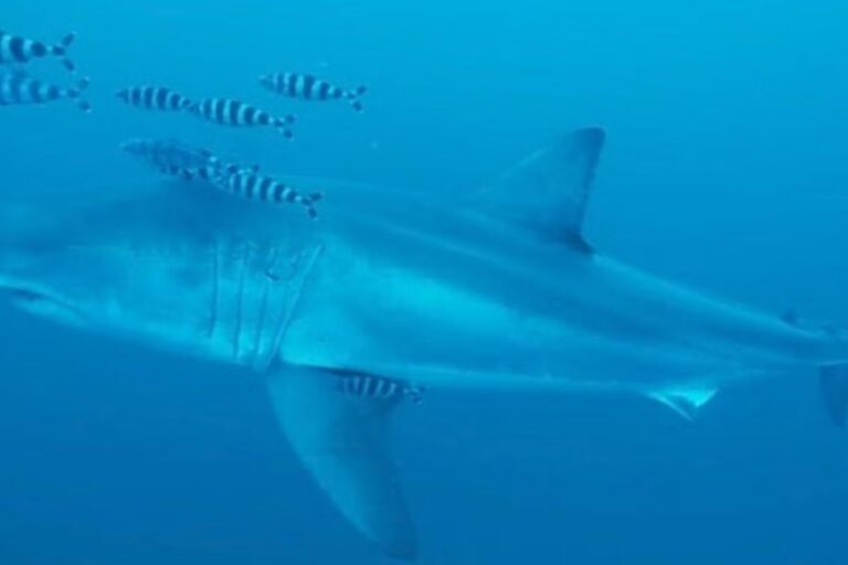 Un biologiste marin niçois explique l’absence d’intérêt des requins blancs pour les plages de la Côte d’Azur.