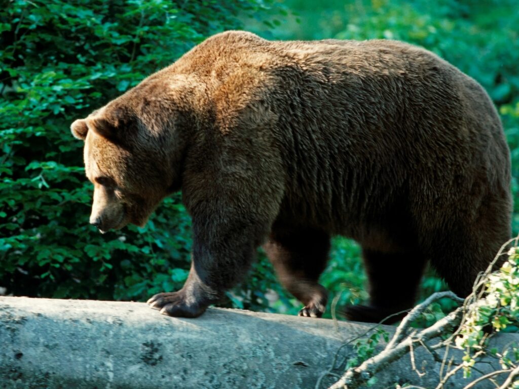 Ours dans les Pyrénées : tensions entre conservation et activités humaines locales