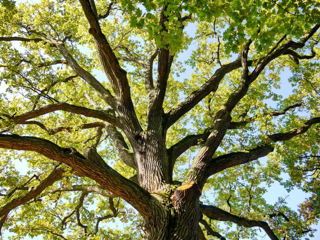 Journée Internationale des Forêts : activités organisées par des associations écologiques.