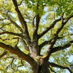 Journée Internationale des Forêts : activités organisées par des associations écologiques.