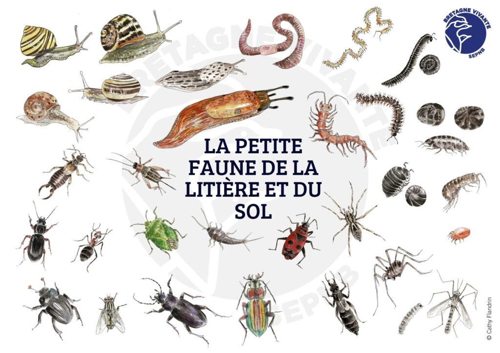 Kit pédagogique sur la vie du sol : enjeux et acteurs de la préservation environnementale.