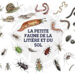 Kit pédagogique sur la vie du sol : enjeux et acteurs de la préservation environnementale.