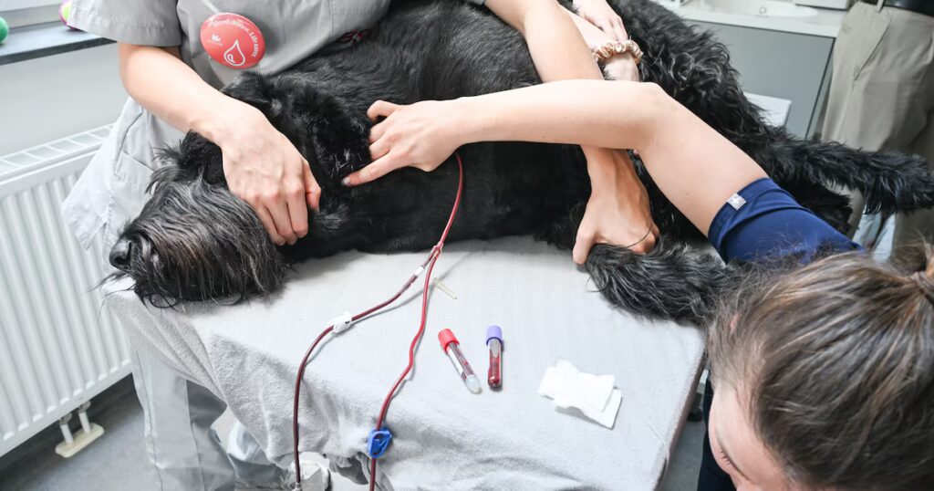 Pénurie de sang : des vétérinaires alertent sur les besoins croissants pour les animaux.