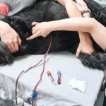 Pénurie de sang : des vétérinaires alertent sur les besoins croissants pour les animaux.