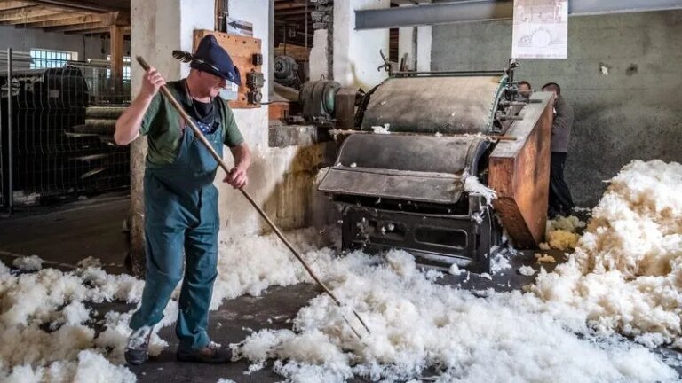 La laine de mouton utilisée par des chercheurs pour améliorer la réparation osseuse