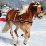 Activités alternatives en montagne pour les vacanciers ne skiant pas pendant les fêtes de Noël.