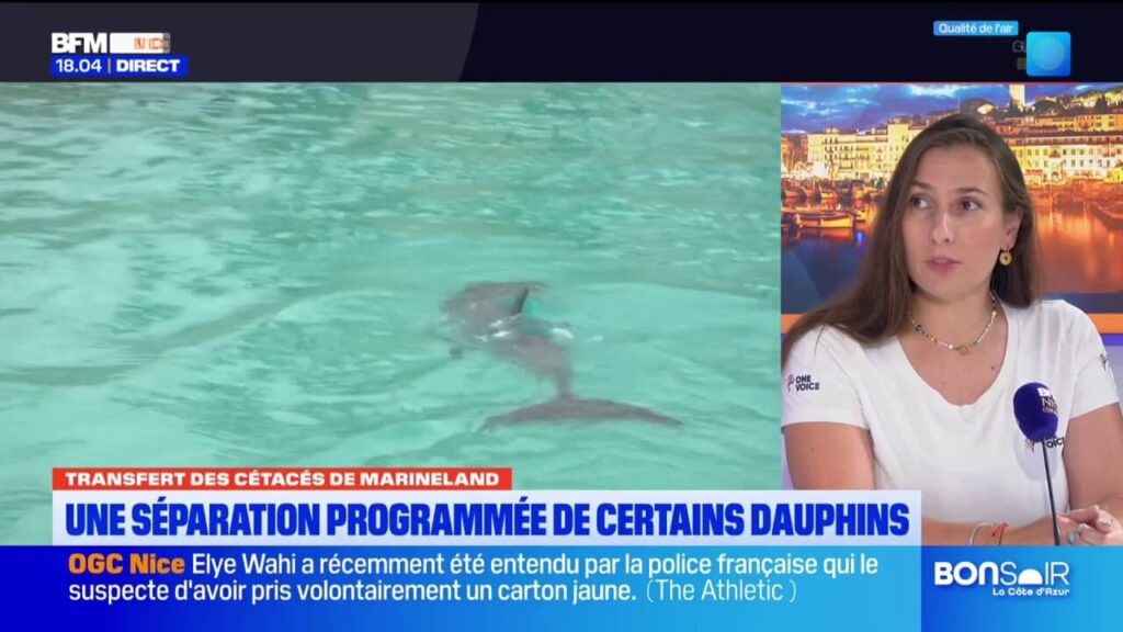 Transfert des cétacés de Marineland : rassemblement prévu le 1er juillet en réponse à la situation.