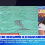 Transfert des cétacés de Marineland : rassemblement prévu le 1er juillet en réponse à la situation.